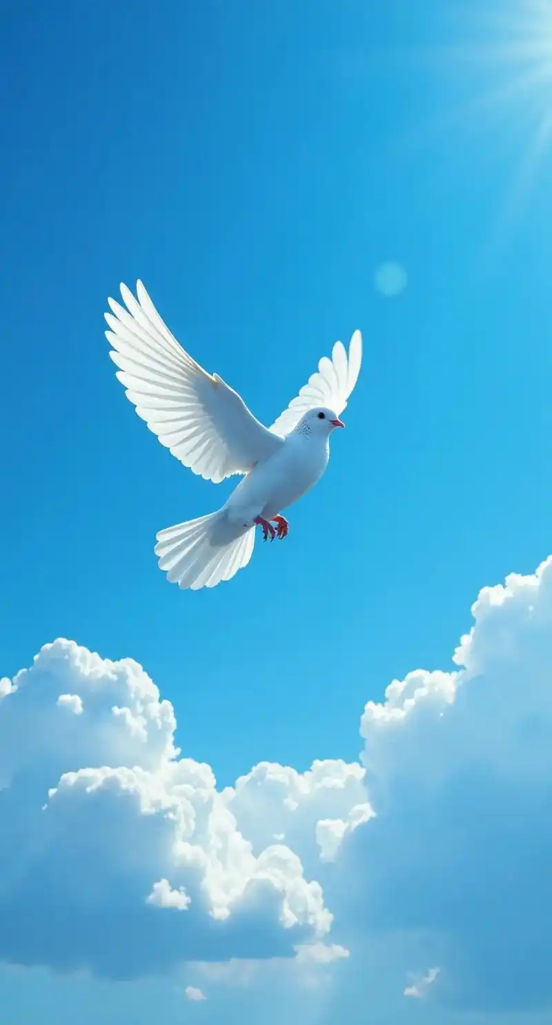 放飞和平鸽.#上热门 点击#神图壁纸 小程序进入后输入口令#