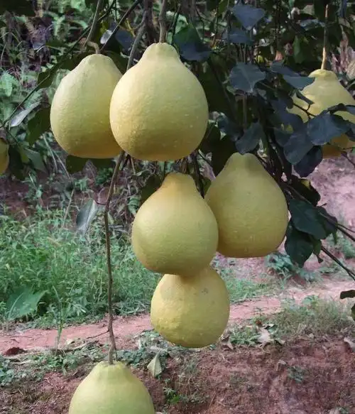 广西壮族自治区容县沙田柚