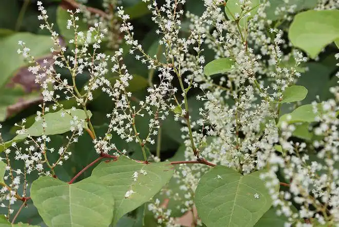 在李时珍的《本草纲目》上,记载着它可以永久研成粉,然后治疗妇女产后