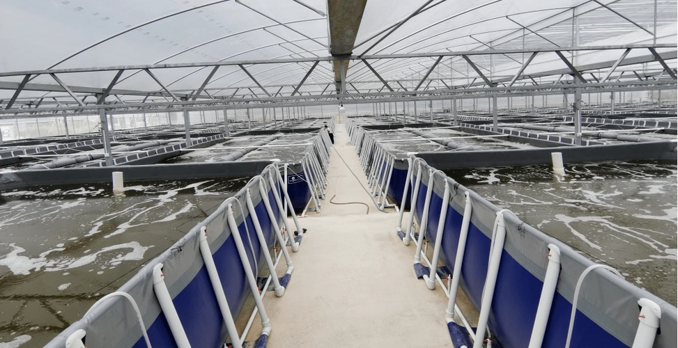 全世界都在关注的养殖技术,要引领养虾新潮流?