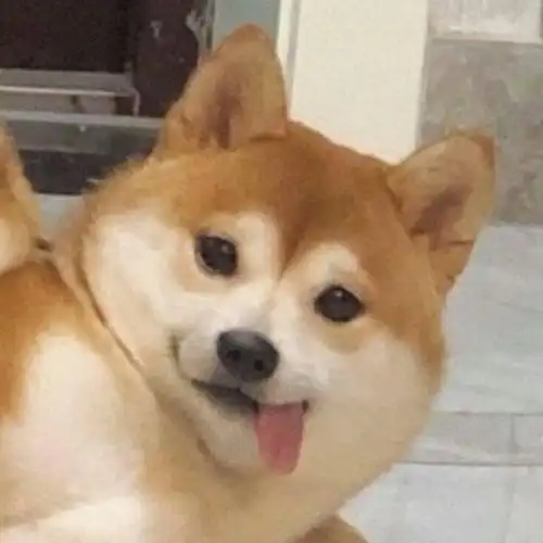 einsca  2020年2月9日 18:06   关注  趣图 表情包 沙雕头像 评论