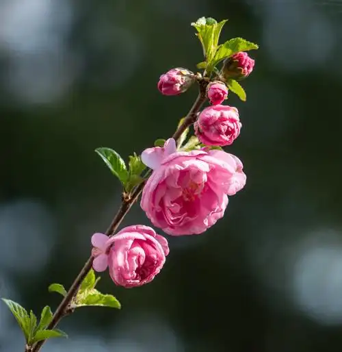 百花盛开春满园