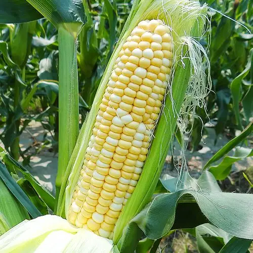 云南金银 水果玉米 新鲜当季现摘整箱爆浆嫩玉米棒9斤蔬菜甜玉米-九匹