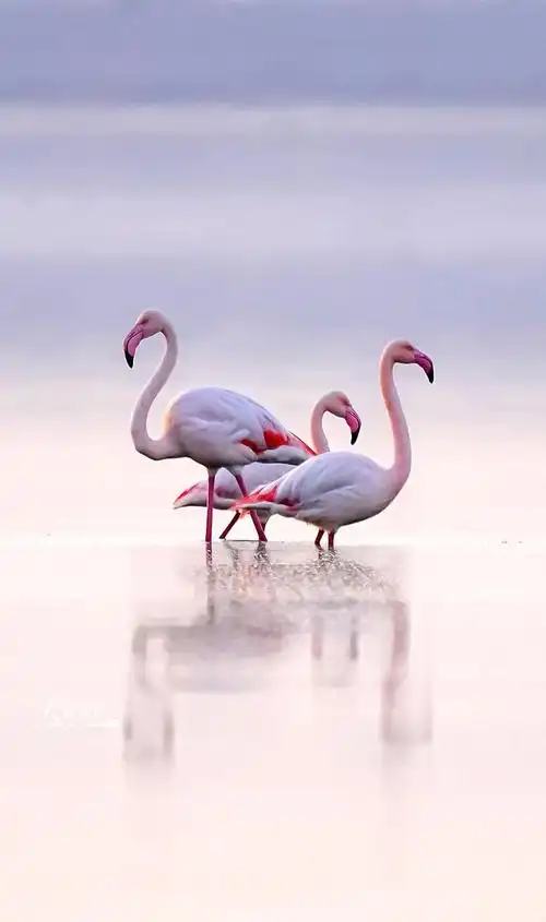 2023年1月30日,火烈鸟在山西省运城市盐湖翩翩起舞.