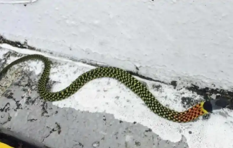 男子云南拍到罕见蛇布满花斑头顶彩环