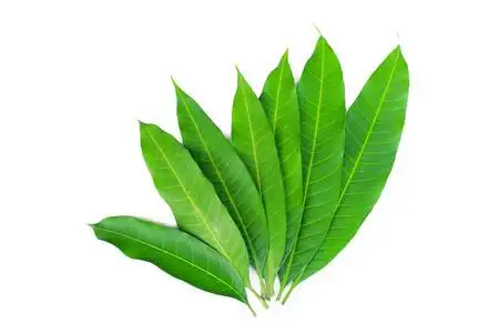 白色背景鲜绿色芒果叶照片