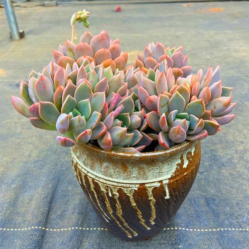 盆栽超大红粉佳人老桩大颗好贵防辐射花卉精品多肉多肉植物