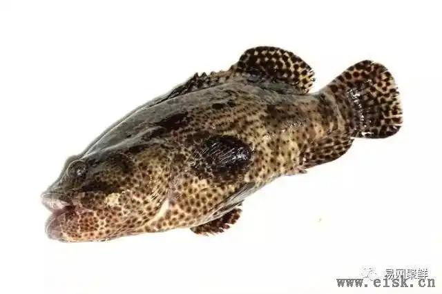 我长得这么丑,你认识我吗?常见石斑鱼图谱