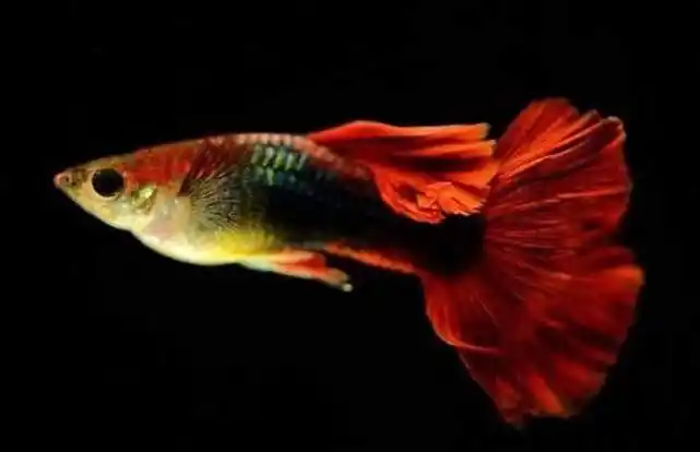 水中精灵——彩虹鱼,你喜欢吗?