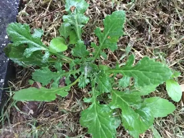 46种春季野菜食用攻略!一起到野外涨!姿!势!