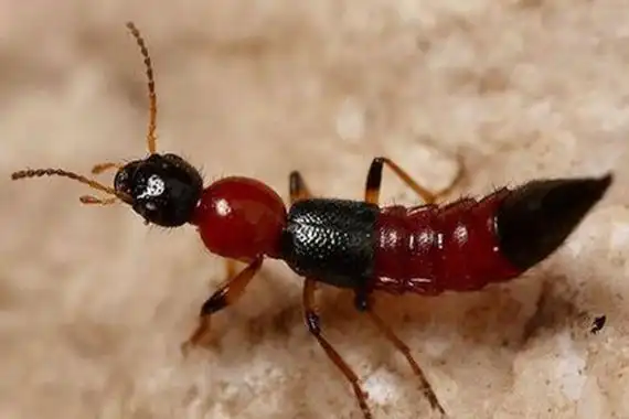 中国八大最毒的毒虫