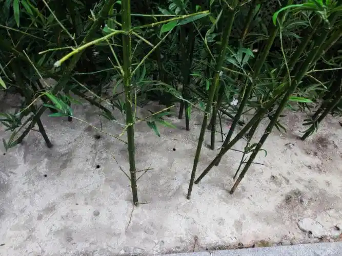 真竹子假竹子咋种水泥地了