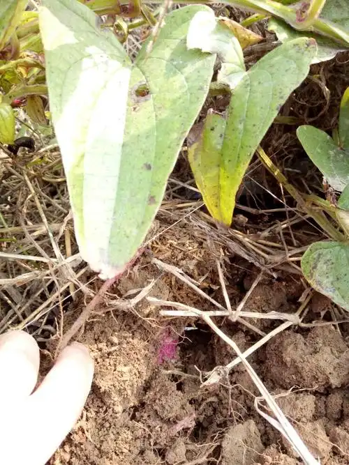 "紫人参"成熟了