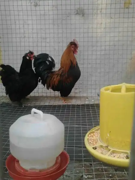 元宝鸡苗现在多少钱一只