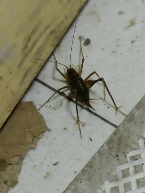 数:77获赞数:66lv5 擅长:暂未定制 向ta提问私信ta  展开全部 灶马蟋