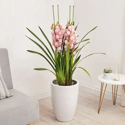 年宵花卉大花蕙兰开花小花盆栽室内客厅乔迁时令草本花卉