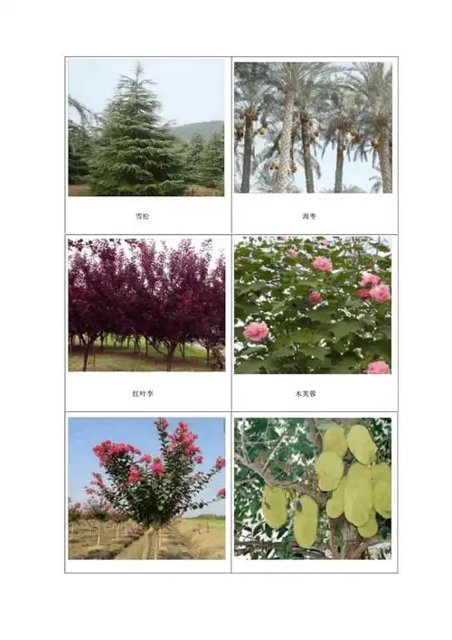 常见乔木图片.docx 10页