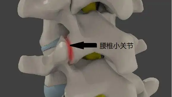 关节面覆盖一层透明软骨,软骨游离缘附着关节囊,关节囊薄而松,从而对