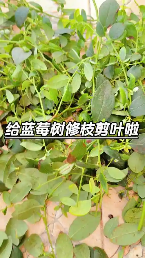 蓝莓 修枝剪叶