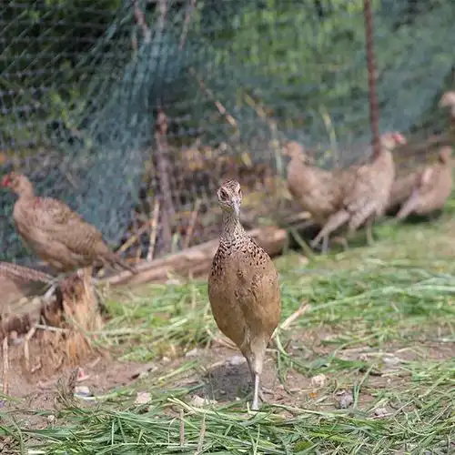 家庭农场散养山鸡新鲜山鸡肉七彩山鸡现杀土鸡山鸡老母鸡宛味宝 2只