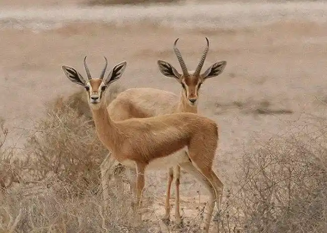 生活在撒哈拉沙漠的十种动物 适应性和生存能力都很强