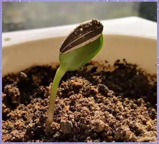 幼儿园自然角:向日葵生长的奥秘与孩子们的探索之旅