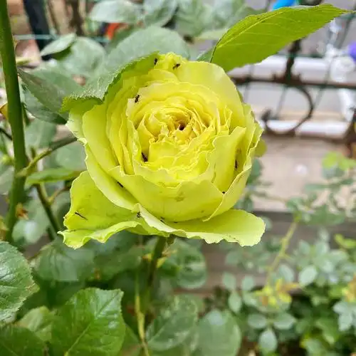 绿萼月季终于开了