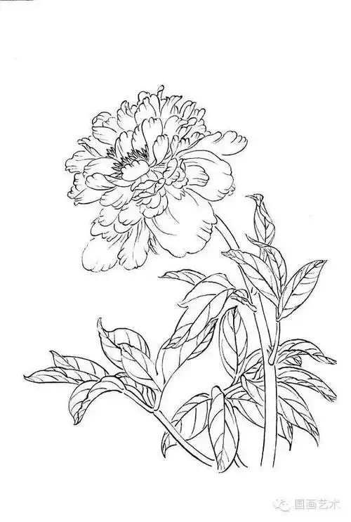 书画联盟丨工笔白描花卉写生方法及一组白描花卉素材