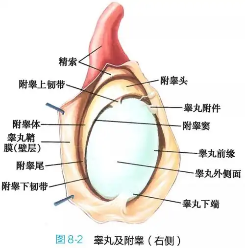 解剖学高清图谱 男性生殖系统 - 知乎