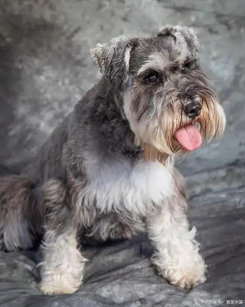 雪纳瑞体型小巧,不需要大量的运动,但是却很喜欢粘着