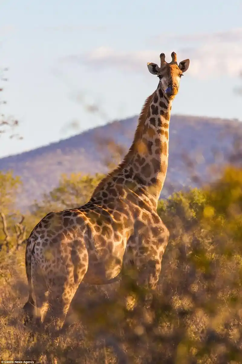 摄影师在南非拍到"筋肉长颈鹿"