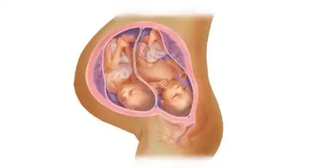 孕期双胞胎宝宝长啥样孕期336周双胞胎胎儿发育全过程