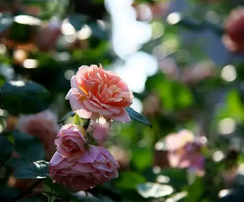 法兰西纯种玫瑰