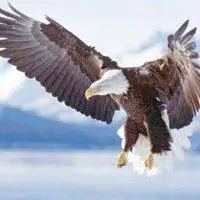 微信头像图片大全 微信头像图片大鹏展翅图片 最美的浮雕大鹏展翅图片