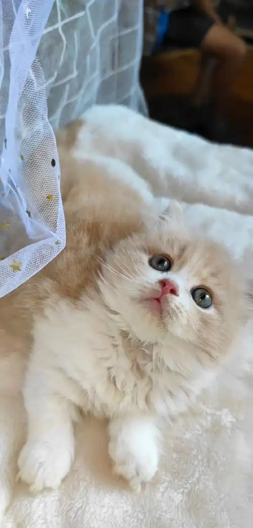 乳白拿破仑小奶猫求抱走