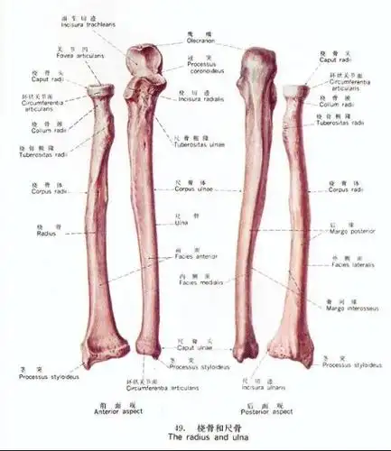 尺骨图册_百度百科