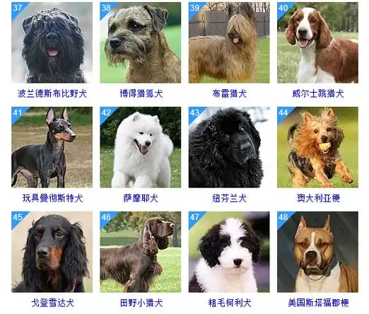 这份名单中只列入了他们承认的纯种犬不管狗狗是什么品种,纯不纯,对控