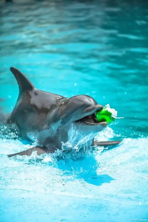 海豚是如何睡觉的?——探索海洋哺乳动物的奇妙睡眠方式