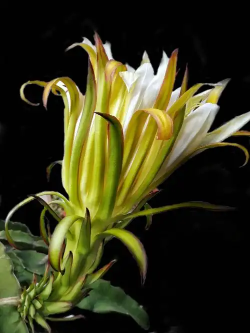 手机摄影.霸王花