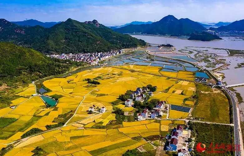 台州市三门县横渡镇大横渡村的水稻进入成熟收割期.人民网 章勇涛摄