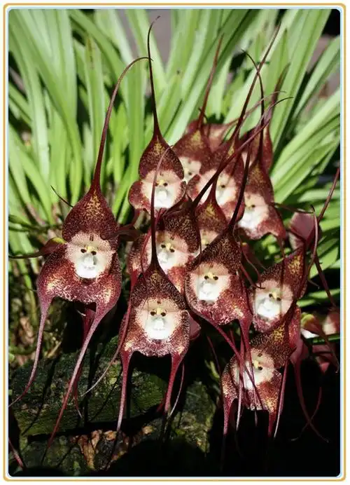 百花园036猴面小龙兰