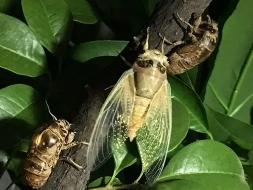 高温下金蝉脱壳,一组图片亮人眼