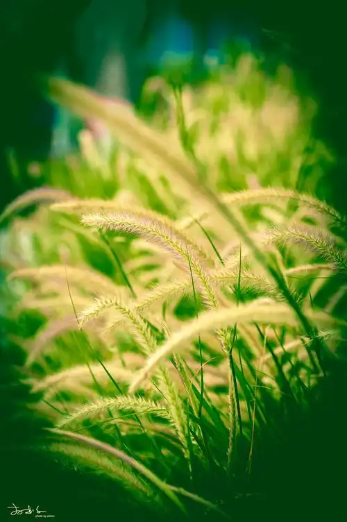 绿植大狗尾草法式狗尾草