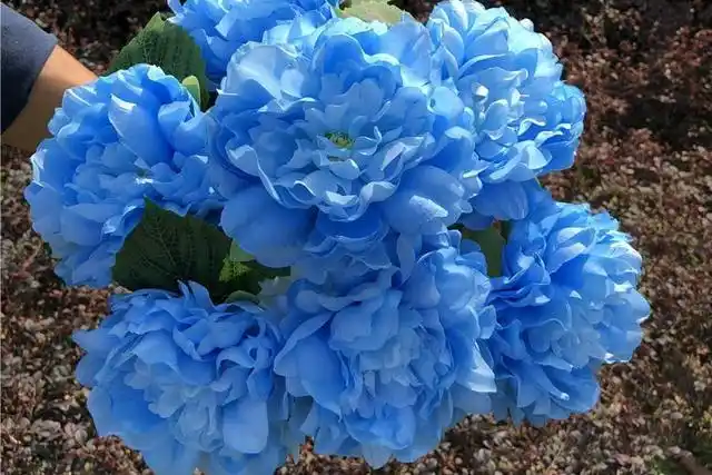 都说蓝色系的牡丹不好看,看完这些蓝色牡丹再评价