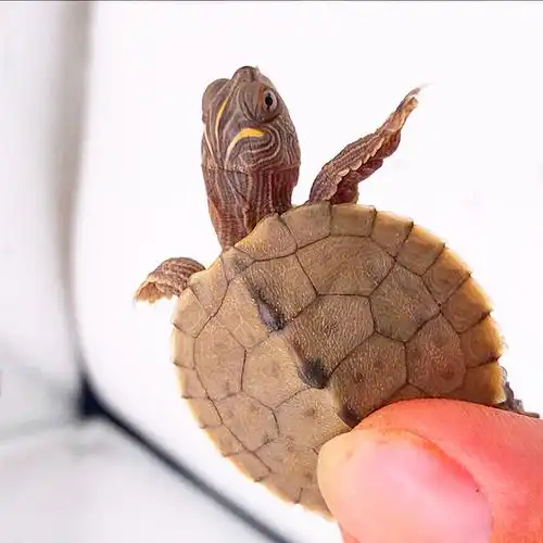 陆龟活体 小_地图龟苗 小乌龟活物家养观赏宠物龟 苏卡达陆地旱龟小