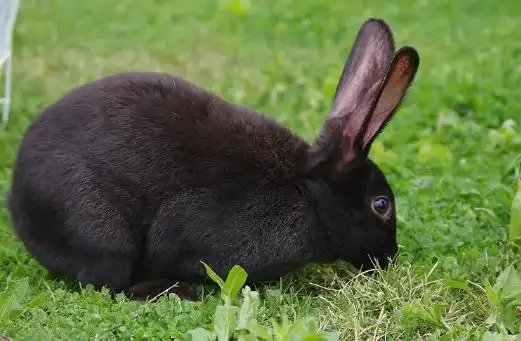 好奇中华黑兔好不好养?掌握好方法就很简单