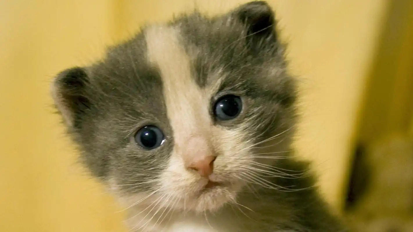 超级萌超级可爱的小猫咪图片壁纸