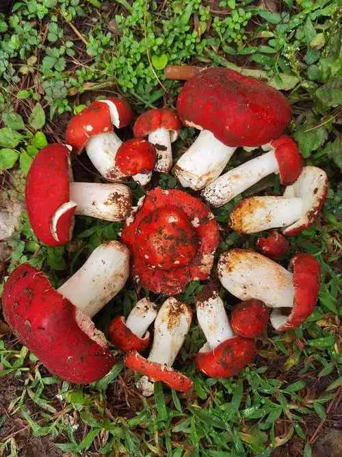 红蘑菇的功效与作用红蘑菇吃了有什么好处