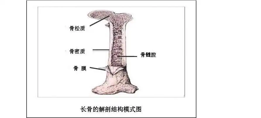 生 北师大版八年级生物上册复习提纲及概念图答案 ①不活动的骨连结