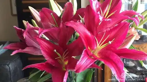 拾花记——百合篇